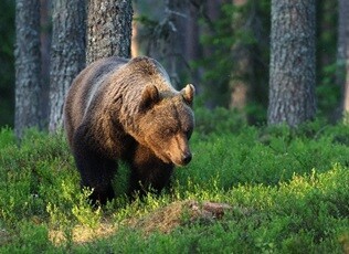 medved